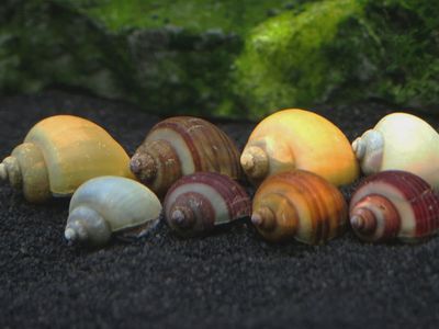Mystery Snails - Assorted