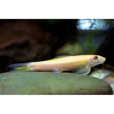 Golden Algae Eater