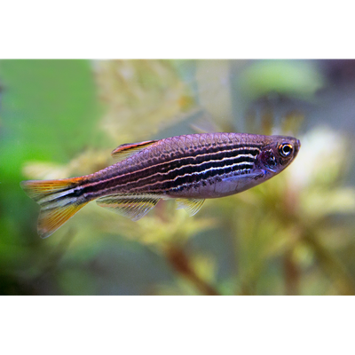Kyathit Striped Danio