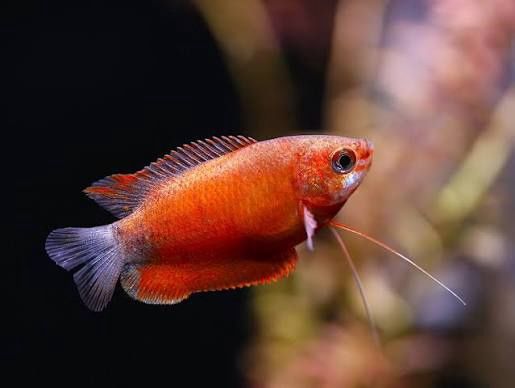 Red Robin Gourami