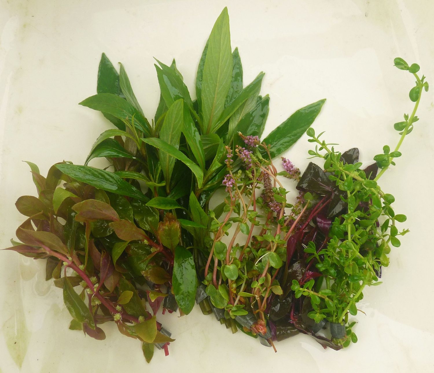 Aquatic Plants (assorted)