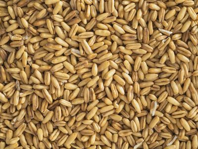 Topflite Hulled Oats