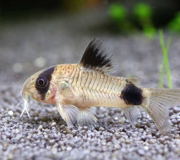 Panda Cory