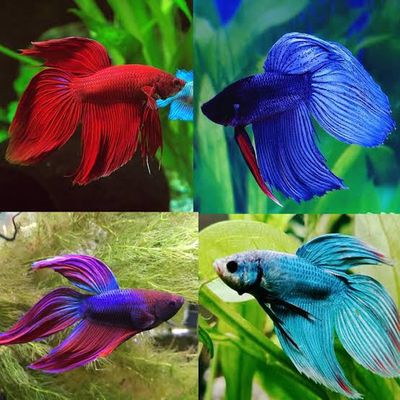 Betta -Male  Long Fin (veil-tail) Assorted