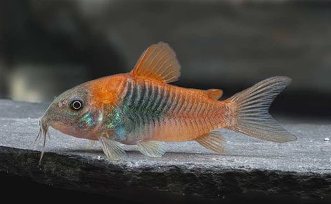 Orange Corydoras