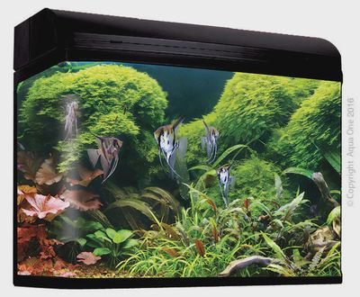 Aqua One Aquastyle AR980T - 240L Curved Glass Aquarium Black