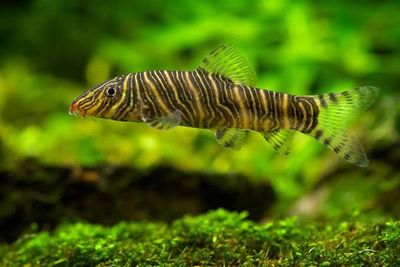 Zebra  Loach