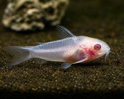 Albino Pygmy Corydoras