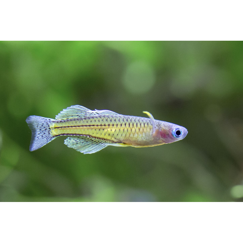Gertrude's Blue Eye Rainbow