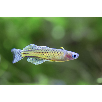Gertrude's Blue Eye Rainbow