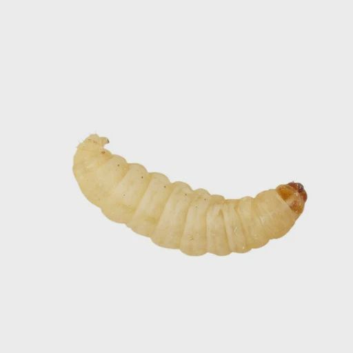Waxmoth Larvae (Live)