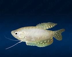 Platinum Gourami