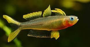 Forktail Rainbow
