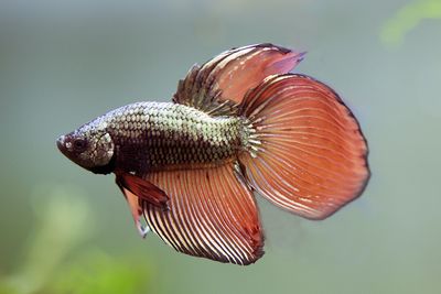 Dragon Longfin Male Betta