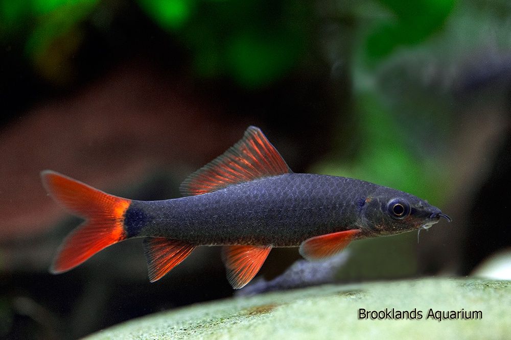 Rainbow Shark
