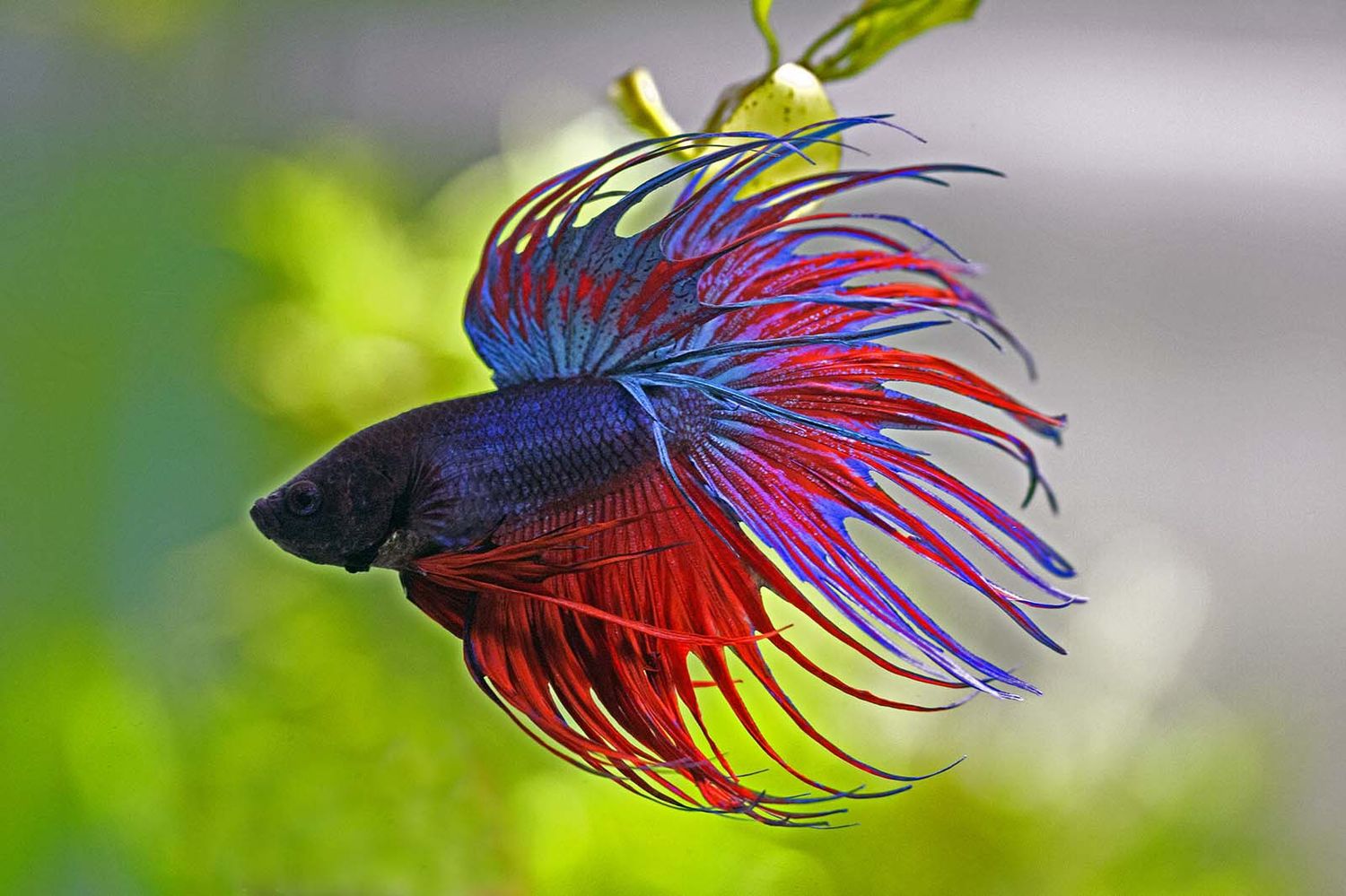 Crowntail Male Betta