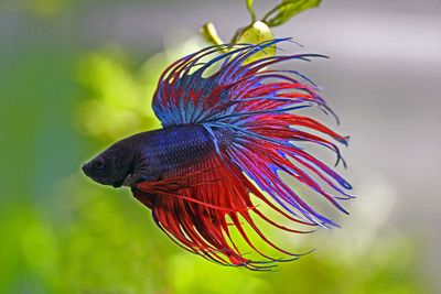 Crowntail Male Betta