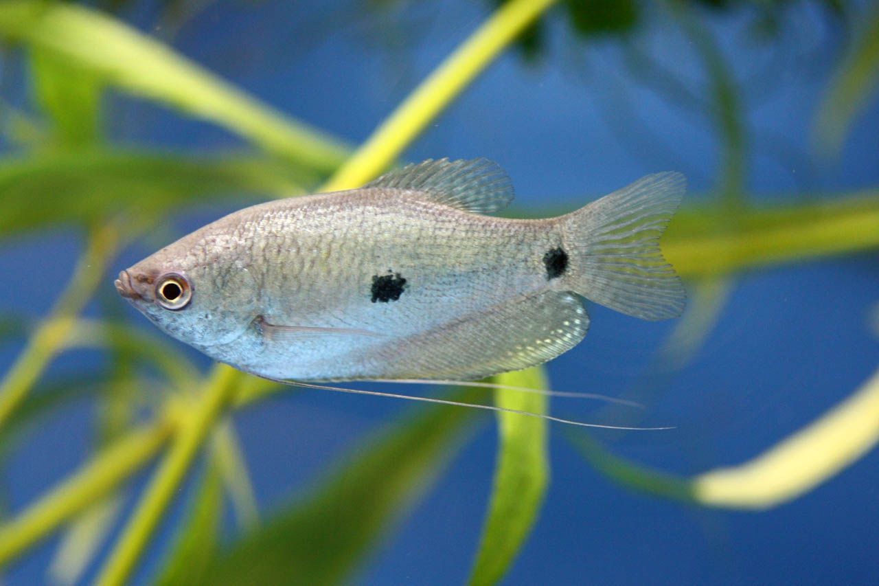Blue Three Spot Gourami