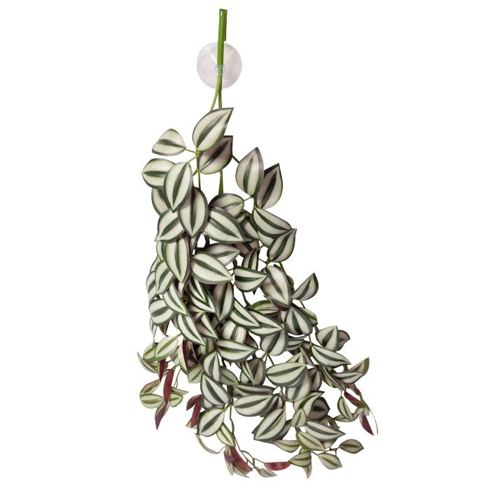 Reptile One Hanging Plant Tradescantia Green Silver
