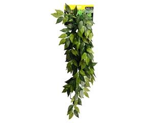 Reptile One Varigated Ivy Cascading Plant