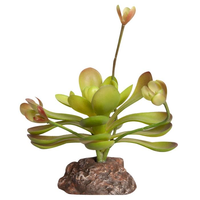 Reptile One Plant Mini Aeonium Green With Ceramic Base