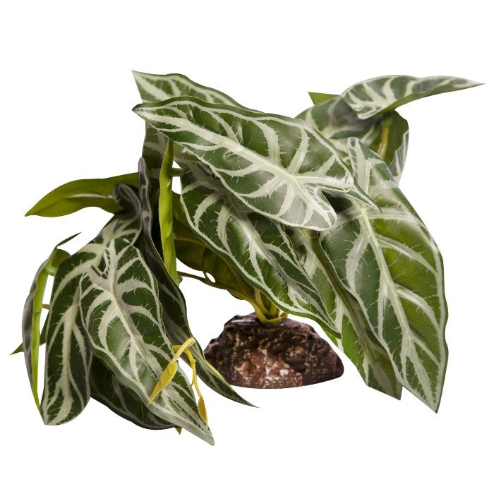 Reptile One Alocasia Plant Green with Ceramic Base