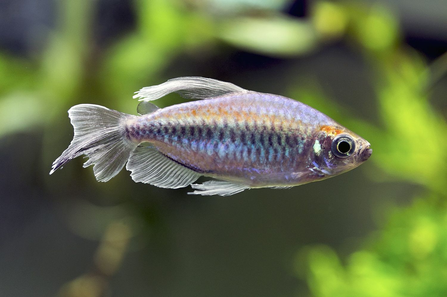 Congo Tetra