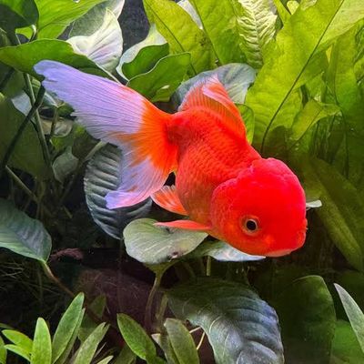 Lion Heads Goldfish