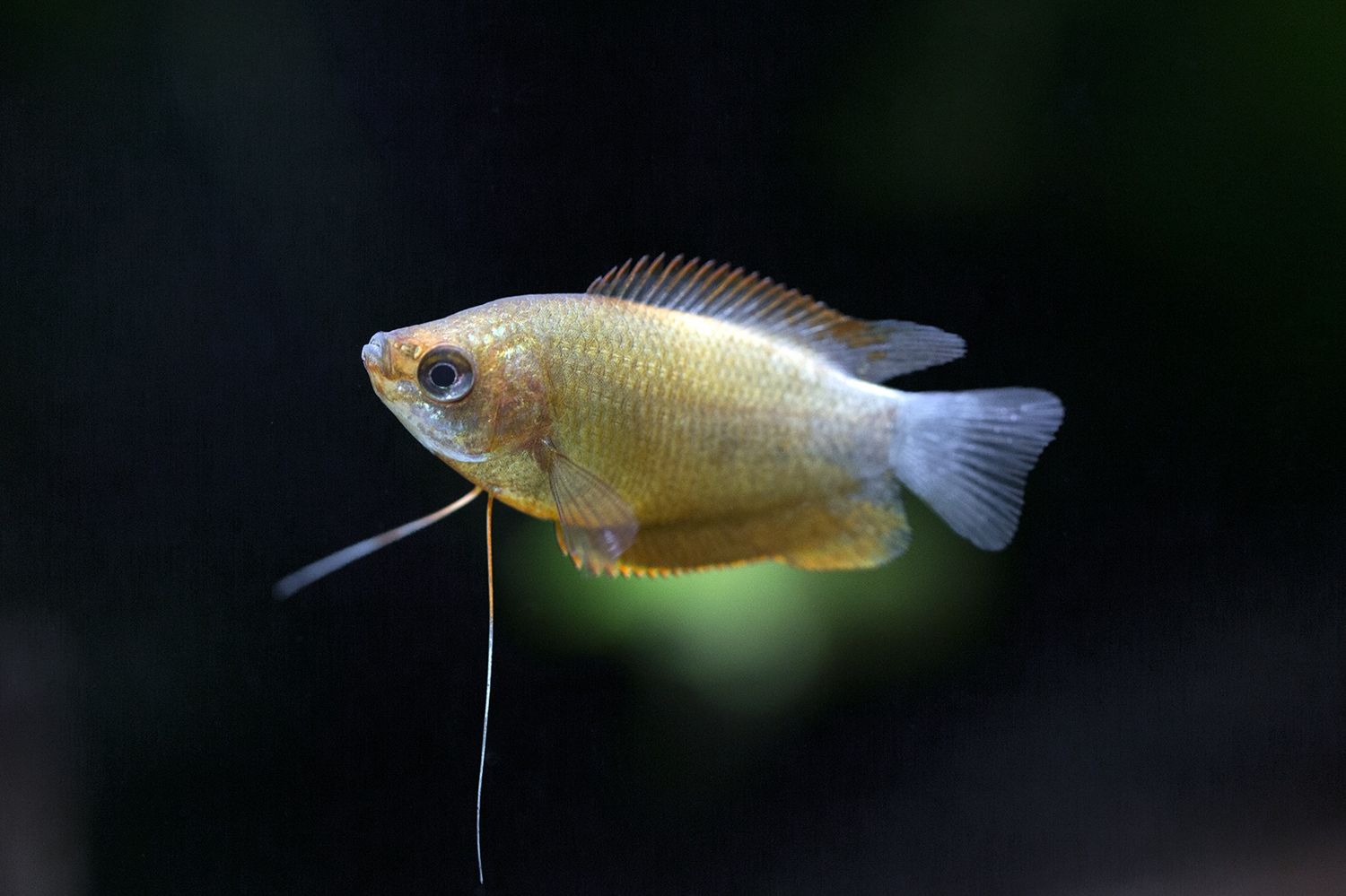 Red Honey Dwarf Gourami