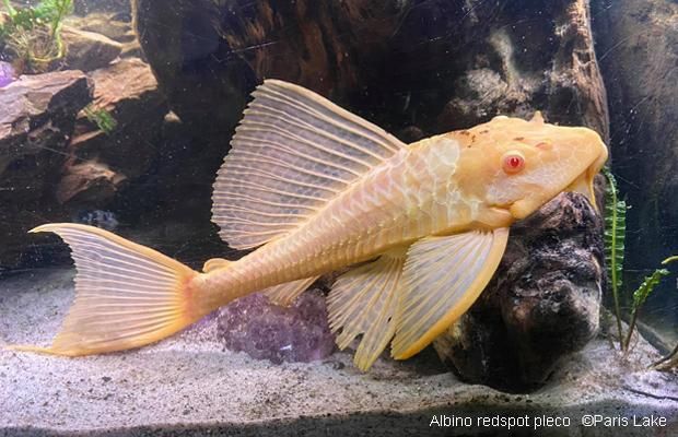 Albino Red Eyed Hi fin Pleco