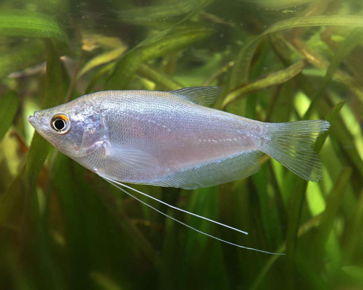 Moonlight Gourami