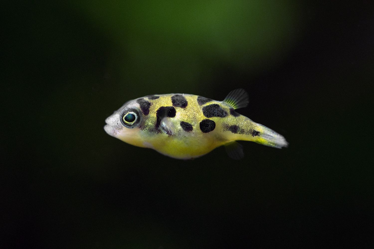 Dwarf Puffer Fish