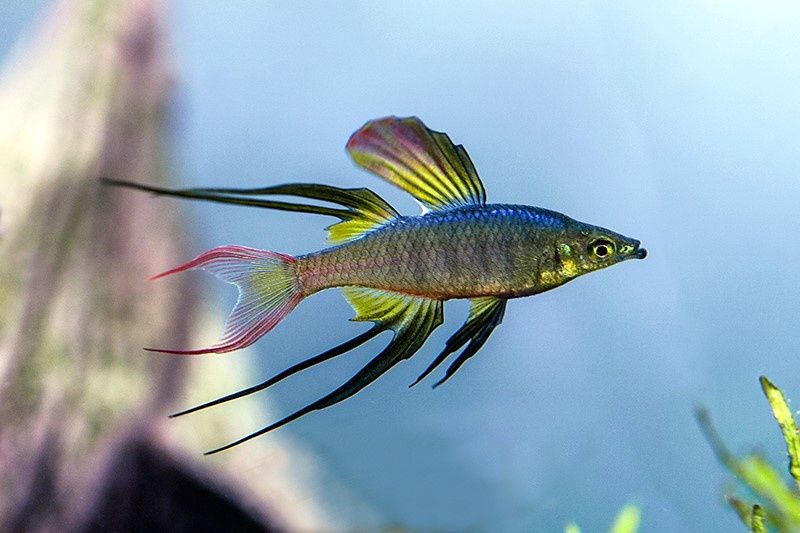 Threadfin Rainbow