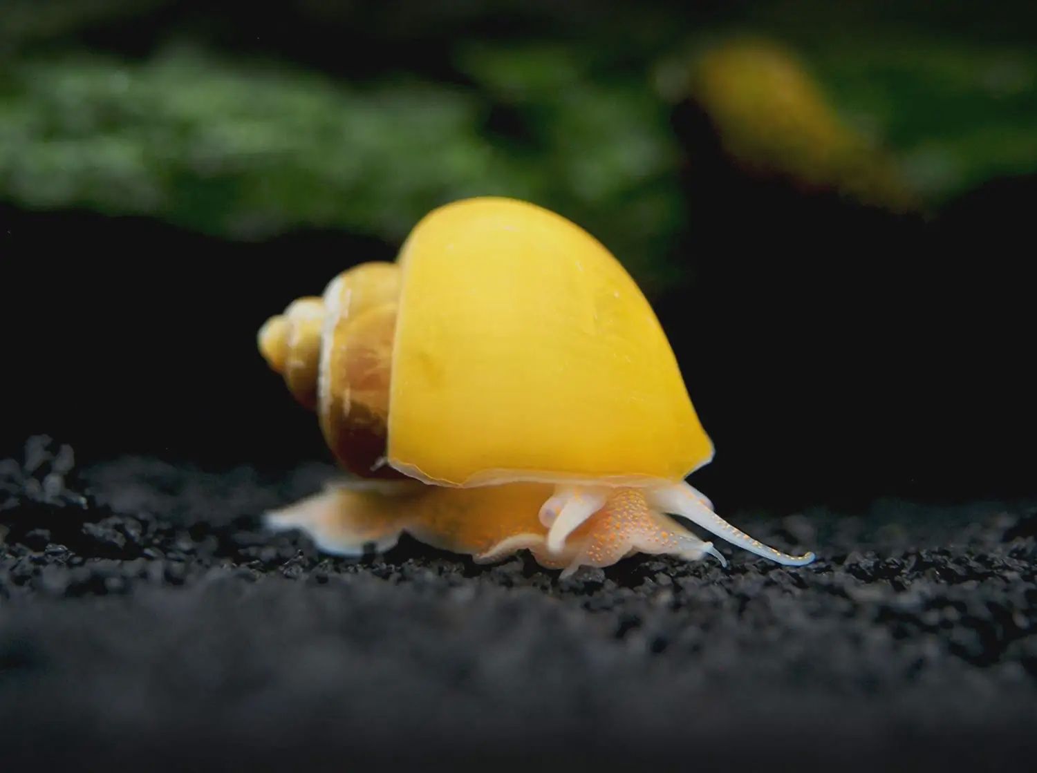 Apple Snails - Assorted