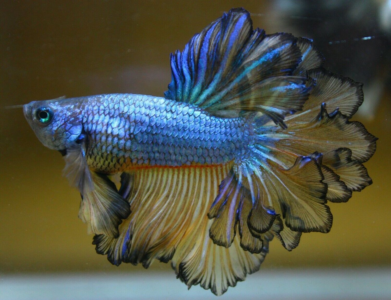 Flowertail Betta
