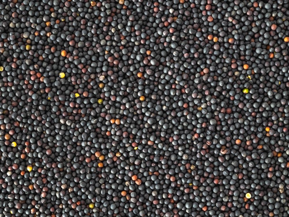 Topflite Oilseed Bird Rape