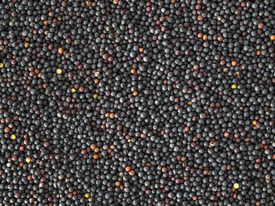 Topflite Oilseed Bird Rape