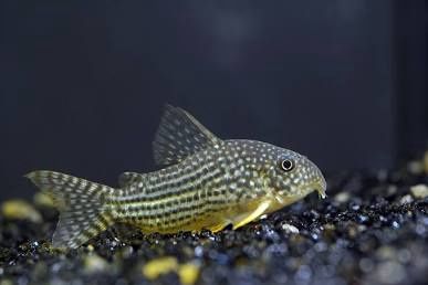 Sterbais Corydoras