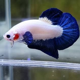 Betta Blue Ring Male