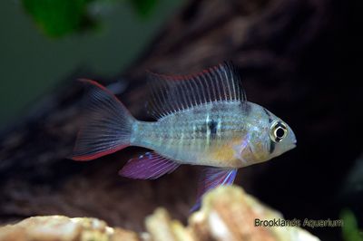 Bolivian Dwarf Ram