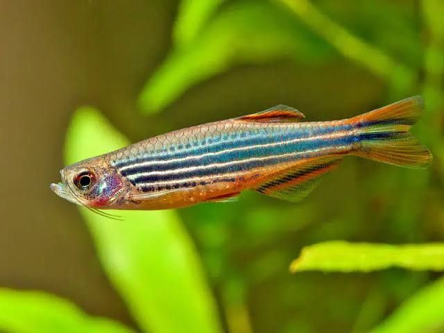 Orange Finned Danio