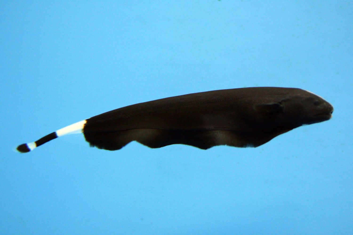 Black Ghost knife Fish