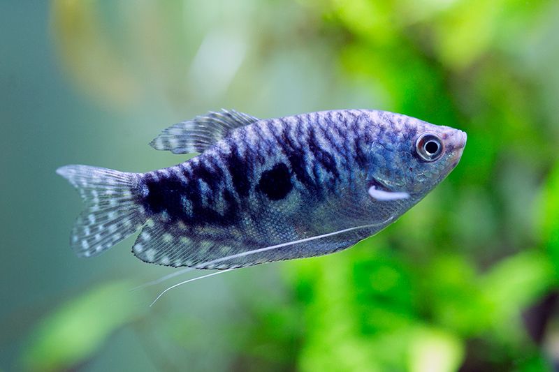 Gourami Assorted