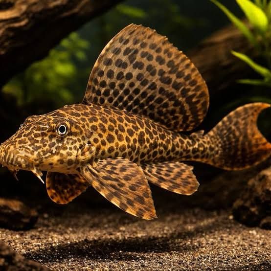 Catfish Leopard Plecostomus over 10cm