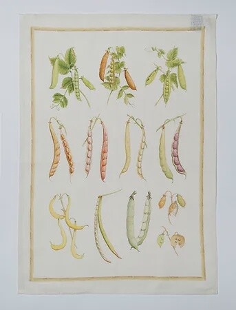 TEA TOWEL  LINEN FAGIOLI BEANS ITALY