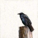 FALL RAVEN 24X24