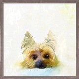 BEST FRIEND YORKIE