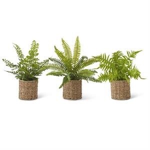 FERNS IN WOVEN BASKET