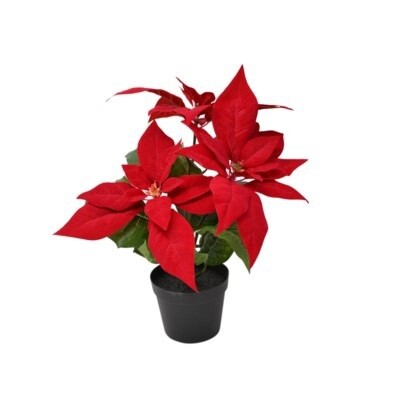 POINSETTIA IN POT
