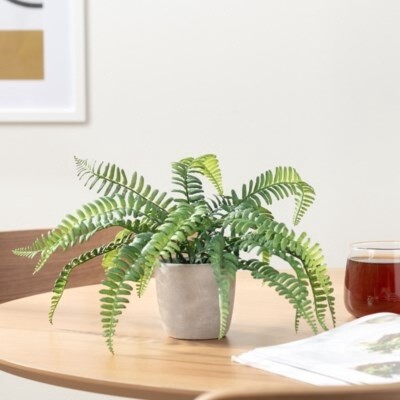 POTTED Fern